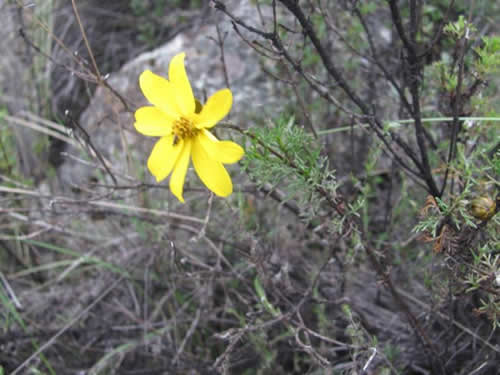 Flora 1